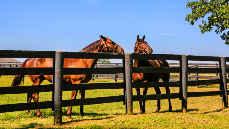 wood horse fence designs